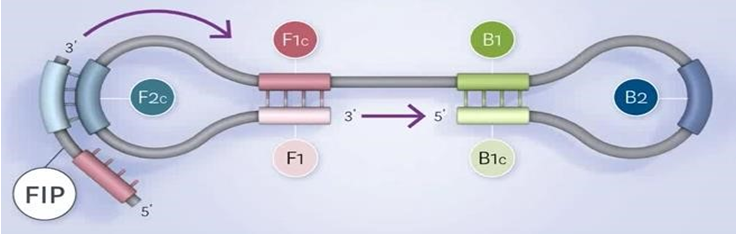 quá trình nhân bản DNA theo công nghệ LAMP